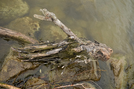 driftwood on the danube river