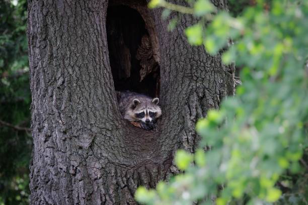 istock there is a raccoon that has taken its residence in this tree 1493166103