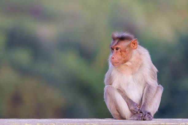 istock a monkey sitting on top of a cement wall with a forest in the background 1493166107
