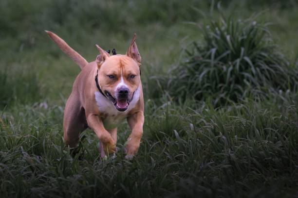 istock Closeup of a pitbull running in green grass 1493166175