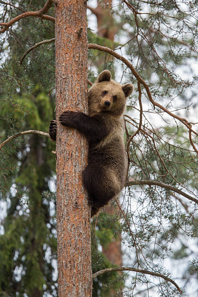 Brown bear climbing tree in Finnish forest