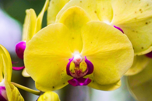 The Moon Orchid or Puspa Pesona is one of Indonesia's national flowers