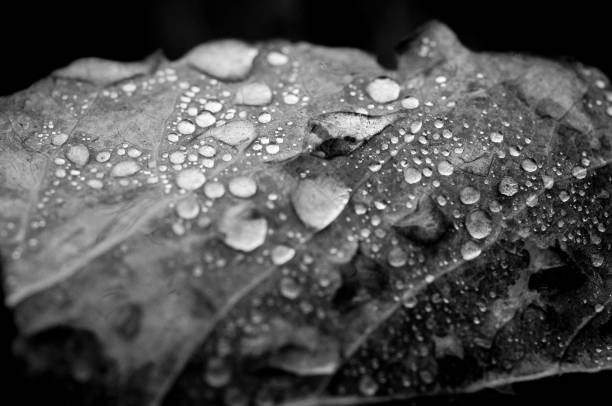 istock Beautiful large drop morning dew in nature 1493166961