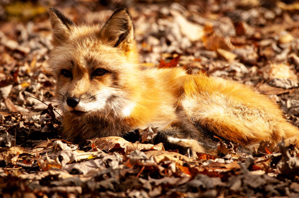 istock Fox patiently waiting outside in leafs 1493166963