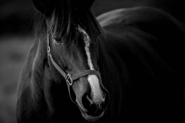 istock Horse head and body in black and white 1493166976