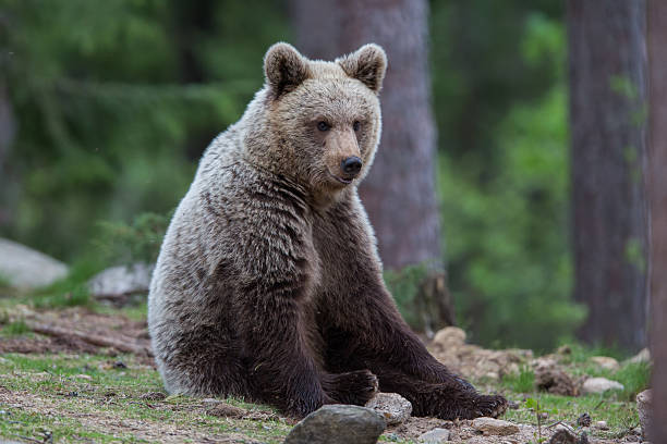 istock Baby cub Brown bear in Finnish forest 149316712