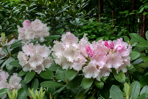 vienna, austria, 13 may 2023: beautiful rhododendron rose bay blossoms in afternoon shade and greenery. stock images, selective focus