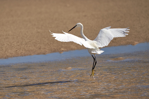 Little Egret (Egretta garzetta) leaping out of the shallow water with spread wings at low tide on Playa de Sotavento de Jandia, Fuerteventura