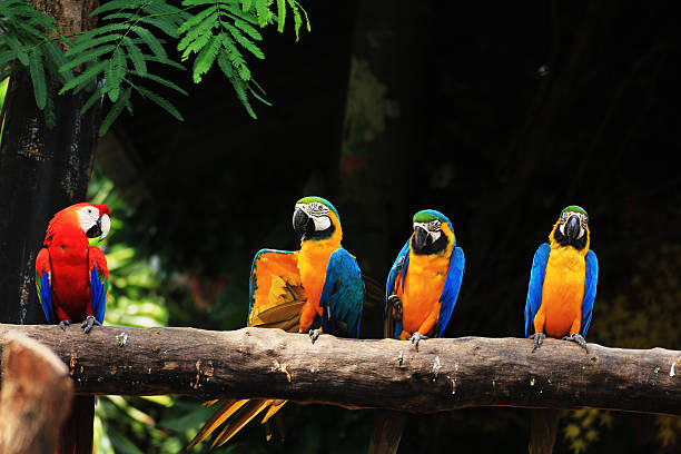 istock Group of Macaw Birds [Scarlet Macaw] [Ara ararauna] 149316825