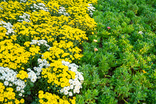 Soft Yellow Chrysanthemum flowers in garden.
