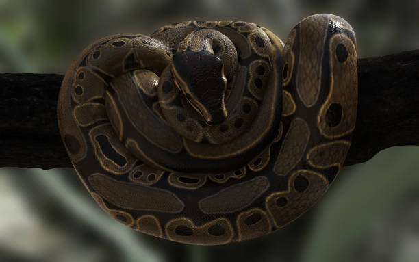 istock Pose of a boa constrictor with clipping path 1493175275