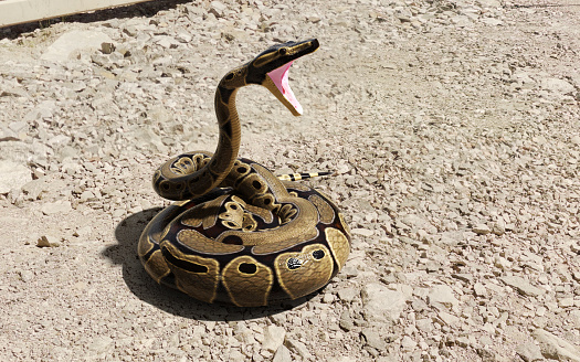 3d illustration of ball python regius isolated on ground. A royal python (Reticulated python) lying pose.