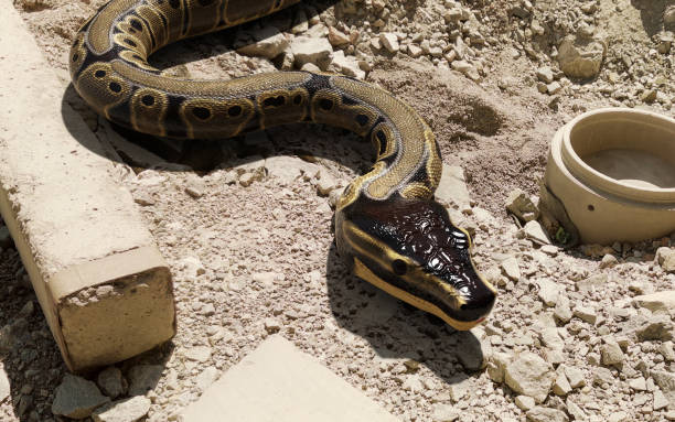 istock Pose of a boa constrictor with clipping path 1493175311