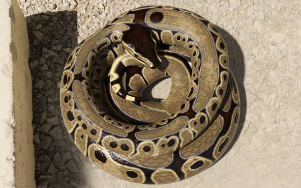 istock Pose of a boa constrictor with clipping path 1493175659