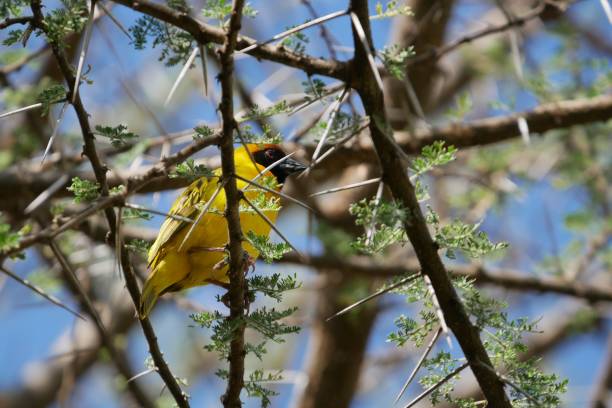 istock Yellow weaver bird perched on a branch 1493177247