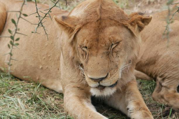 istock Young male lion sleeps in the grass 1493177336