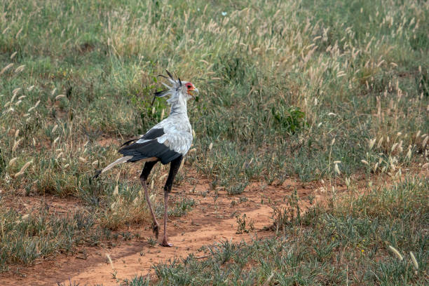 Secretary bird runs along dirt trail in African bush stock photo
