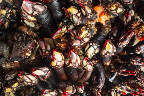 grandes cracas cruas frescas acabadas de apanhar do mar prontas para cozinhar como uma iguaria. cracas frescas de percebes da galiza, espanha (pedunculata) - barnacle - fotografias e filmes do acervo