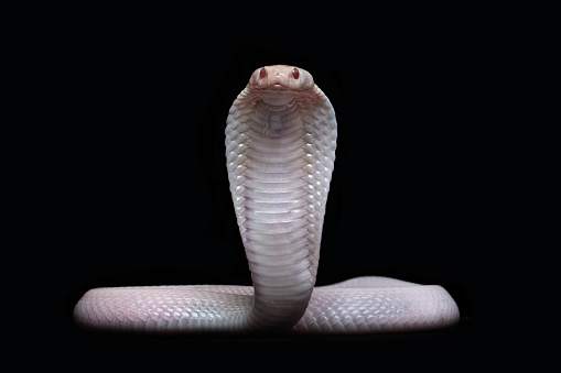 Naja spitting cobra