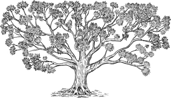 Large detailed vector illustration isolated on white. Usage: genus tree, background, design.