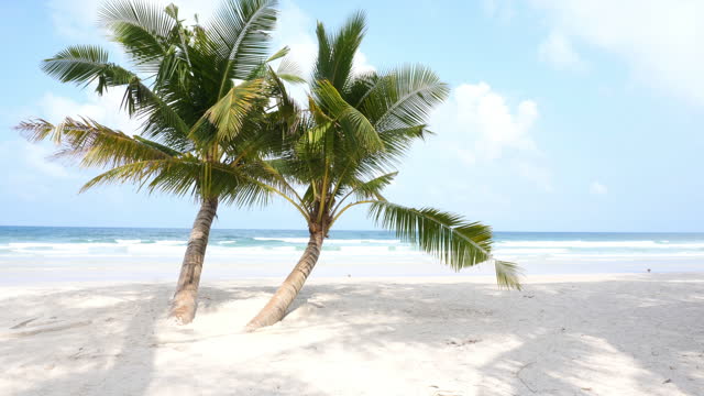 Summer Beach with Coconut Tree