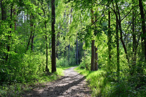 istock A path in the forest with the sun shining through the trees 1493181504