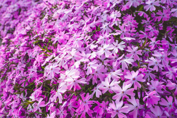 istock Background wallpaper from subulata phlox delicate pink color 1493181967