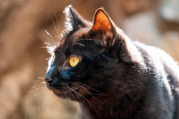 istock Closeup of a black cat 1493183848