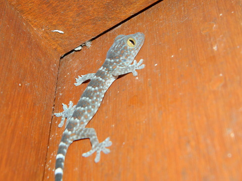 a local Asian gecko that crawls on the wall of the house.