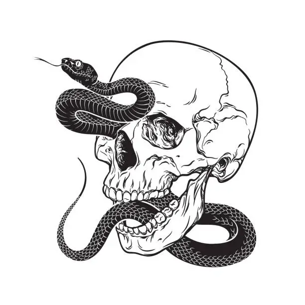 Vector illustration of Human skull with poison snake isolated flash tattoo or print design hand drawn line art vector illustration