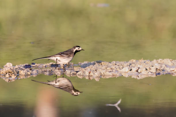 istock White Wagtail walking beside a pond 1493185140
