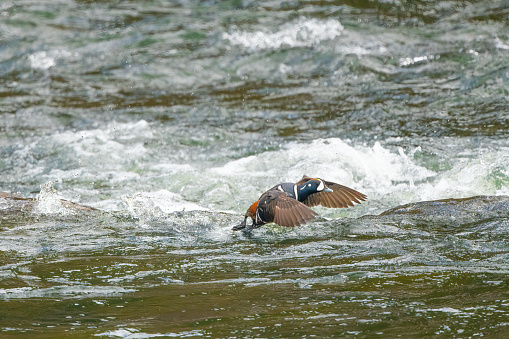 Harlequin drake ducks swimming and flying to catch female during mating season in Yellowstone Ecosystem of western USA, North America