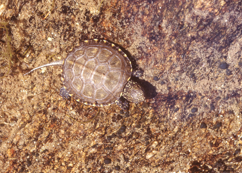 The European pond turtle (Emys orbicularis), also called commonly the European pond terrapin and the European pond tortoise, is a species of long-living freshwater turtle in the family Emydidae.[3] The species is endemic to the Western Palearctic.\nRange and habitat:\nE. orbicularis is found in southern, central, and eastern Europe, West Asia and parts of Mediterranean North Africa. In France, there are six remaining populations of significant size; however, they appear to be in decline. This turtle species is the most endangered reptile of the country. In Switzerland, the European pond turtle was extinct at the beginning of the twentieth century but reintroduced in 2010. In the early post-glacial period, the European pond turtle had a much wider distribution, being found as far north as southern Sweden and Great Britain, where a reintroduction has been proposed by the Staffordshire-based Celtic Reptile & Amphibian, a group specialising in the care, research, and rehabilitation of native European and British herpetiles. In 2004, the European pond turtle was found in the former Soviet territories of Estonia, which are currently under Russian jurisdiction. \nE. orbicularis prefers to live in wetlands that are surrounded by an abundance of lush, wooded landscape. They also feed in upland environments. They are usually considered to be only semi-aquatic, as their terrestrial movements can span 1 km. They are, occasionally, found travelling up to 4 km away from a source of water (source Wikipedia).  \n\nThis Picture is made during a Vacation in France in June 1987.