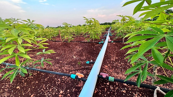 Lines of dripping irrigation for sugarcane plantation or vegetables growing in the agriculture field