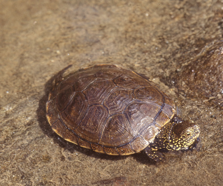 The European pond turtle (Emys orbicularis), also called commonly the European pond terrapin and the European pond tortoise, is a species of long-living freshwater turtle in the family Emydidae.[3] The species is endemic to the Western Palearctic.
Range and habitat:
E. orbicularis is found in southern, central, and eastern Europe, West Asia and parts of Mediterranean North Africa. In France, there are six remaining populations of significant size; however, they appear to be in decline. This turtle species is the most endangered reptile of the country. In Switzerland, the European pond turtle was extinct at the beginning of the twentieth century but reintroduced in 2010. In the early post-glacial period, the European pond turtle had a much wider distribution, being found as far north as southern Sweden and Great Britain, where a reintroduction has been proposed by the Staffordshire-based Celtic Reptile & Amphibian, a group specialising in the care, research, and rehabilitation of native European and British herpetiles. In 2004, the European pond turtle was found in the former Soviet territories of Estonia, which are currently under Russian jurisdiction. 
E. orbicularis prefers to live in wetlands that are surrounded by an abundance of lush, wooded landscape. They also feed in upland environments. They are usually considered to be only semi-aquatic, as their terrestrial movements can span 1 km. They are, occasionally, found travelling up to 4 km away from a source of water (source Wikipedia).  

This Picture is made during a Vacation in France in June 1987.