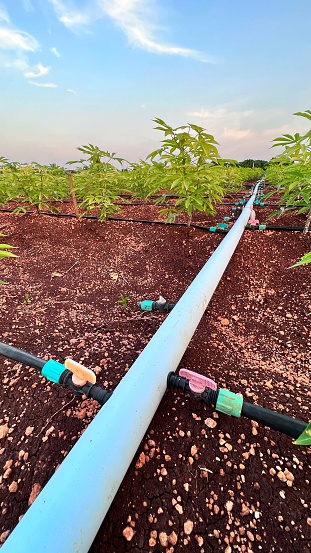 Drip irrigation system in Row of cassava tree in field