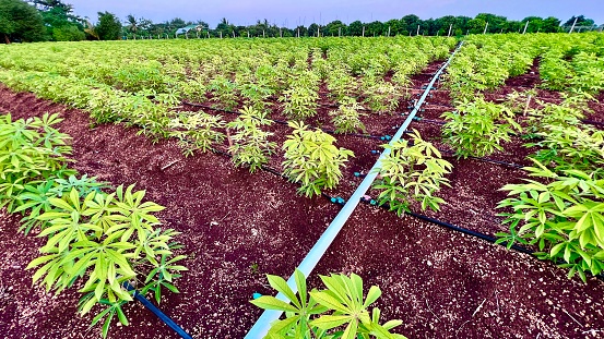 Drip irrigation system in Row of cassava tree in field
