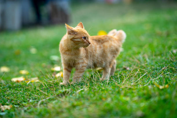 istock Beautiful yellow cat walking in the greenery 1493189256
