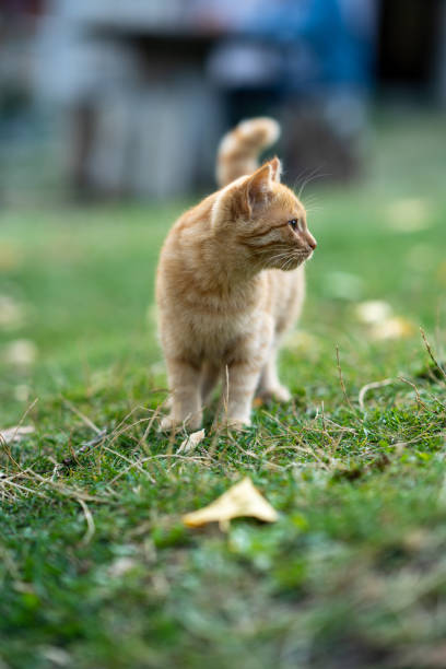 istock Beautiful yellow cat walking in the greenery 1493189367
