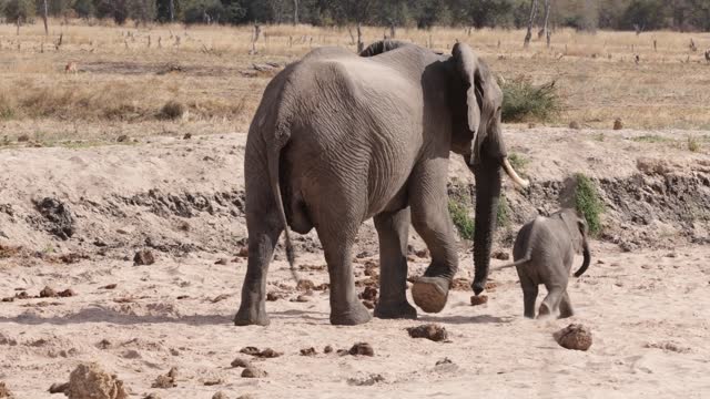 Two elephants, mother and child