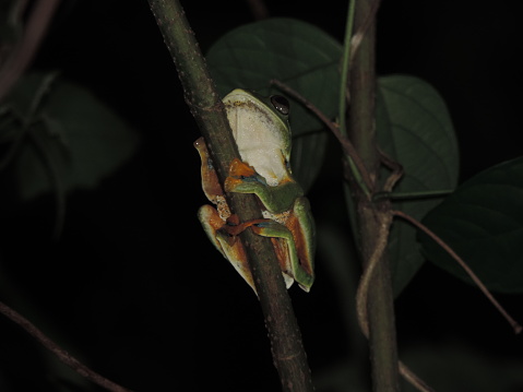 Green tree frog at night. tropical forest endemic frog.