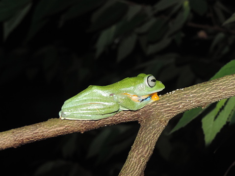 Green tree frog at night. tropical forest endemic frog.