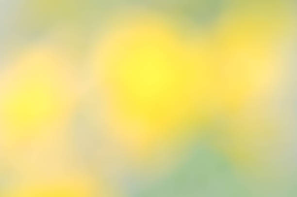 yellow background or nature background, yellow wallpaper or blur background