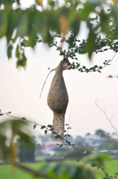 istock bird nest , bird nest on the tree 1493193998