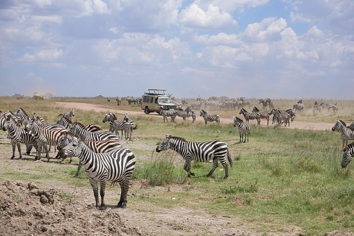 Serengeti National Park, Tanzania – 02.01.2023: Safari jeep driving through herd of zebra