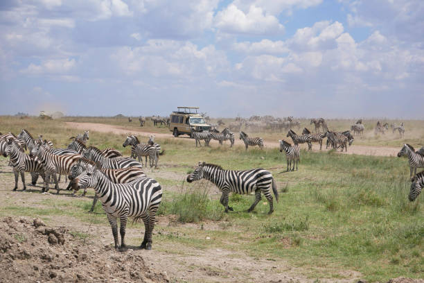 Safari jeep driving through herd of zebra stock photo