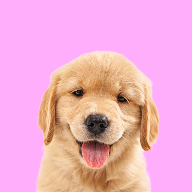 un lindo cachorro golden retriever de 7 semanas sobre un fondo rosado - dog smiling animal tongue pink fotografías e imágenes de stock