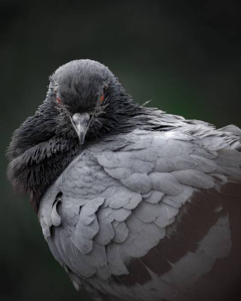 istock a close up view of a pigeon with it's beak slightly down 1493194545