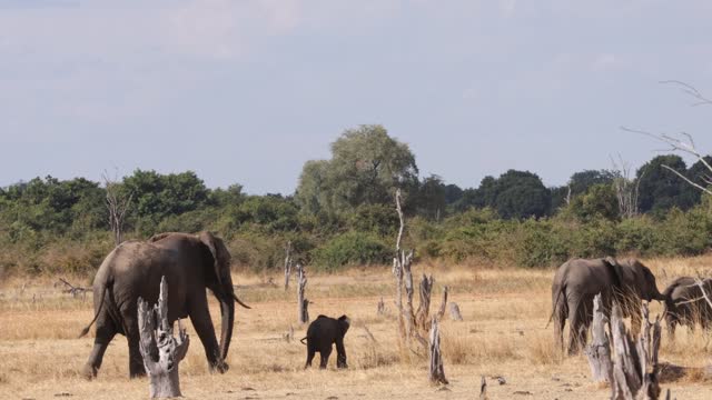 A group of elephants walking in savanah