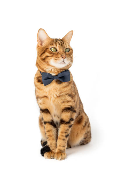 istock A cute red cat sits in a bow tie on a white background. 1493194765